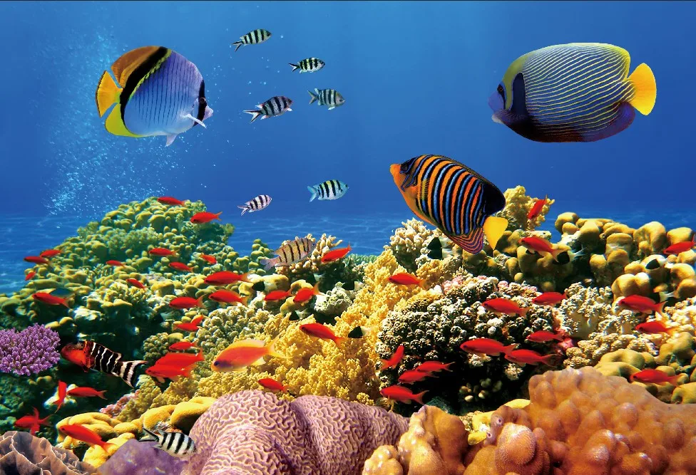 

Laeacco Fish Backdrops Shell Underwater Coral Sea Baby Birthday Party Wallpaper Photography Backgrounds Photocall Photo Studio