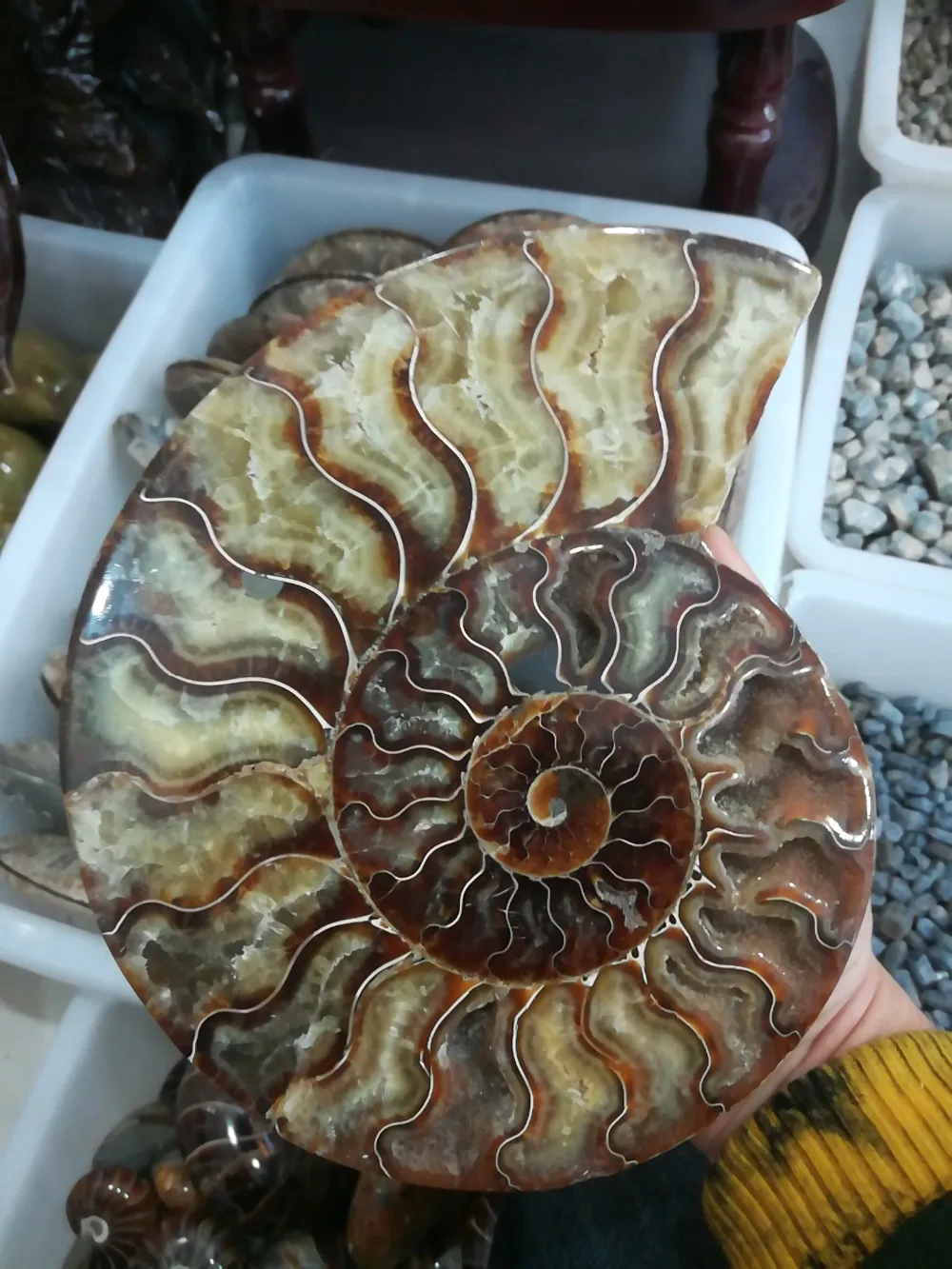 

600g madagascar fossils iridescent ammonite natural stones and minerals specimen