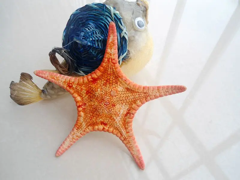 HappyKiss Deep sea small starfish красный сухой пять пальцев 6-10 см реквизит для фотосъемки украшение yangtz натуральная морская звезда