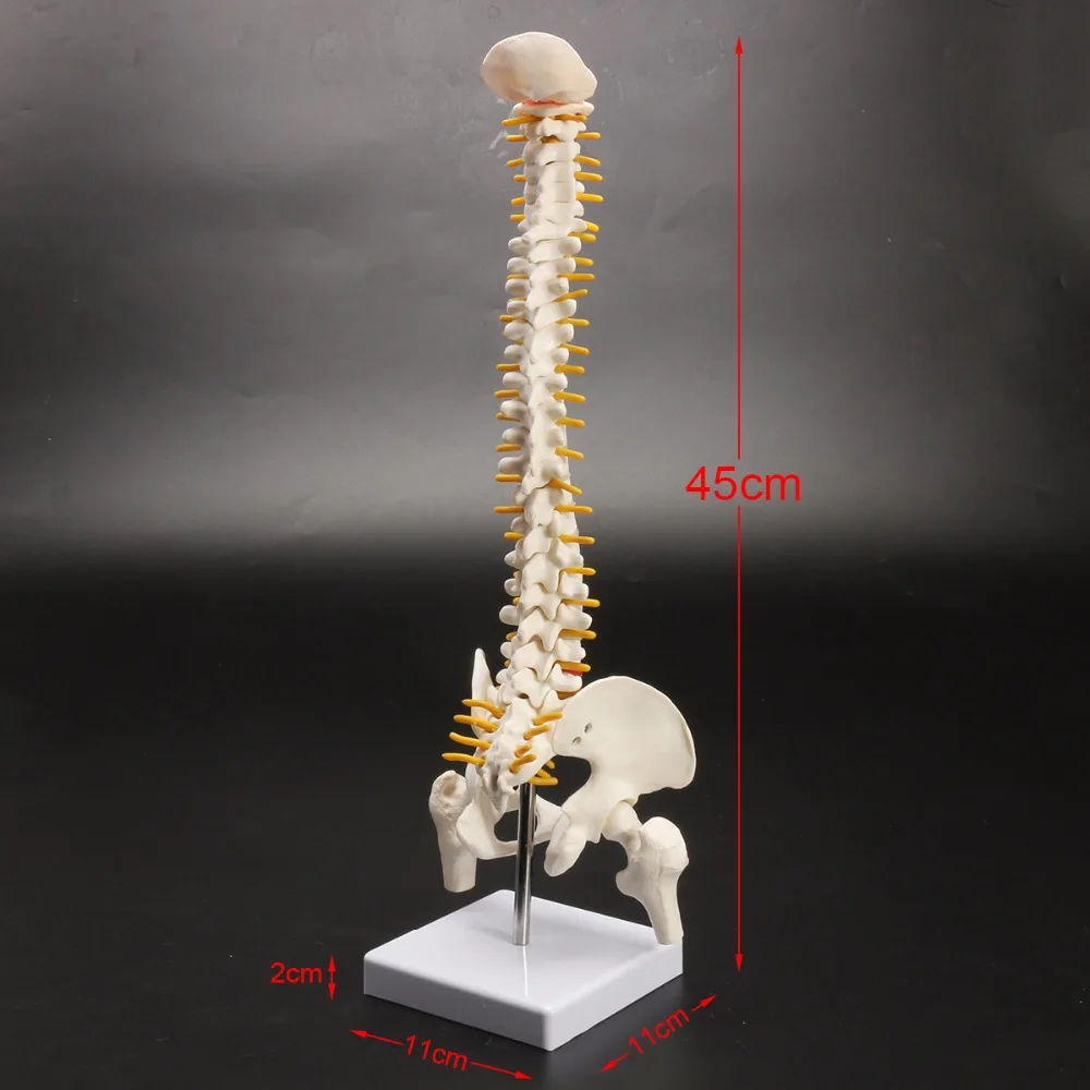45 см Гибкий 1:1 взрослый Поясничный изгиб позвоночника модель человека скелет модель с спинного диска таза модель используется для массажа, йоги и т. Д