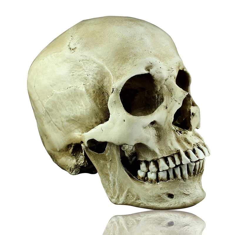 

Horror skulls simulation model 1: 1 model of medicine skeleton skull drawing skull model Skull Halloween scene layout