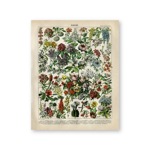 Растительные цветы, художественные принты на холсте, тропические розы, Комнатные растения, родо, сиреневые орхидеи, ВИНТАЖНЫЙ ПЛАКАТ, художественная живопись, Настенный декор - Цвет: PH5267