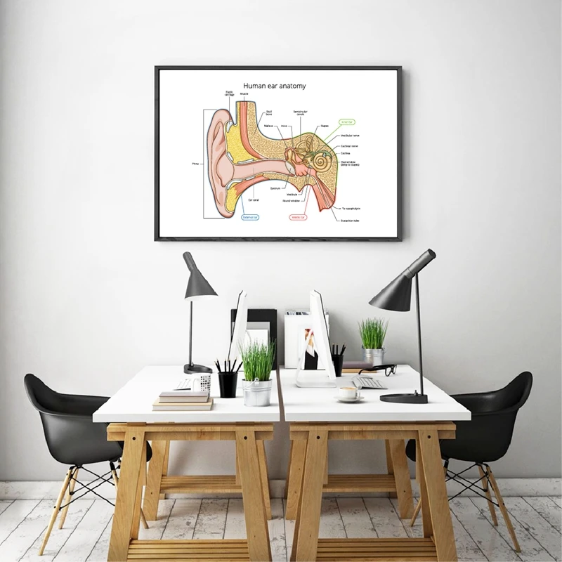 Ear anatomy prints office decor