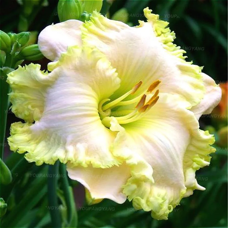 Bonsai 100pcs Daylily Flowers Rare Colour Hybrid Lily Chinese Herbal