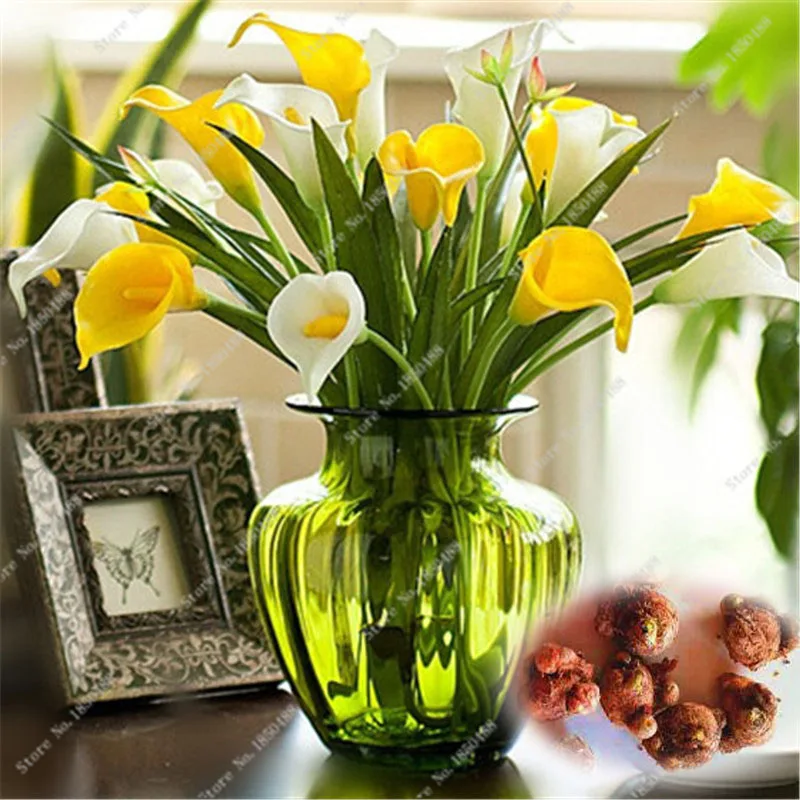 Popular Calla Lily Indoors-Buy Cheap Calla Lily Indoors ...