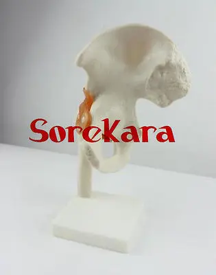 

1:1 Human Anatomical Hip Join Articulatio Coxae Skeleton Medical Model