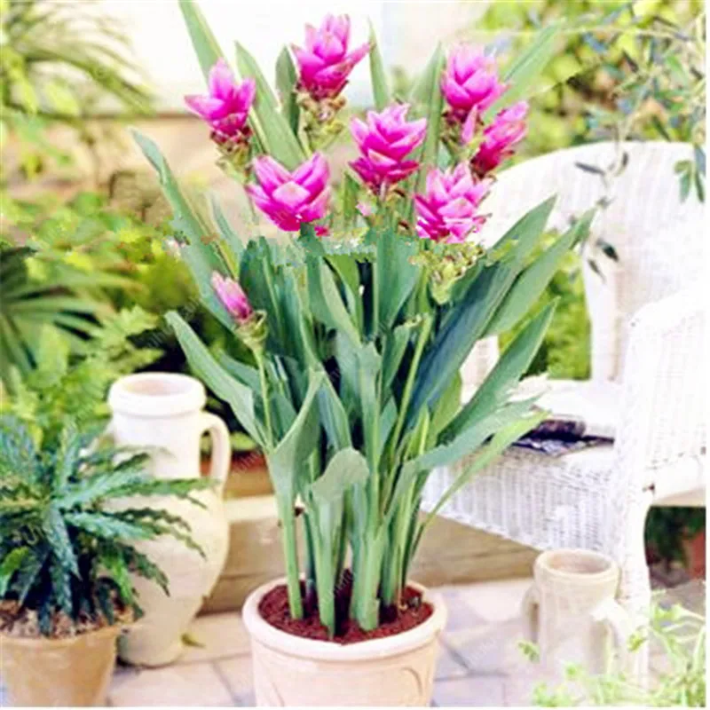 

100 Pcs Ginger flower Bonsai Balcony Organic Bonsai Vegetables Potted Bonsai For Four Seasons Plant Zingiber Bonsai like tulip