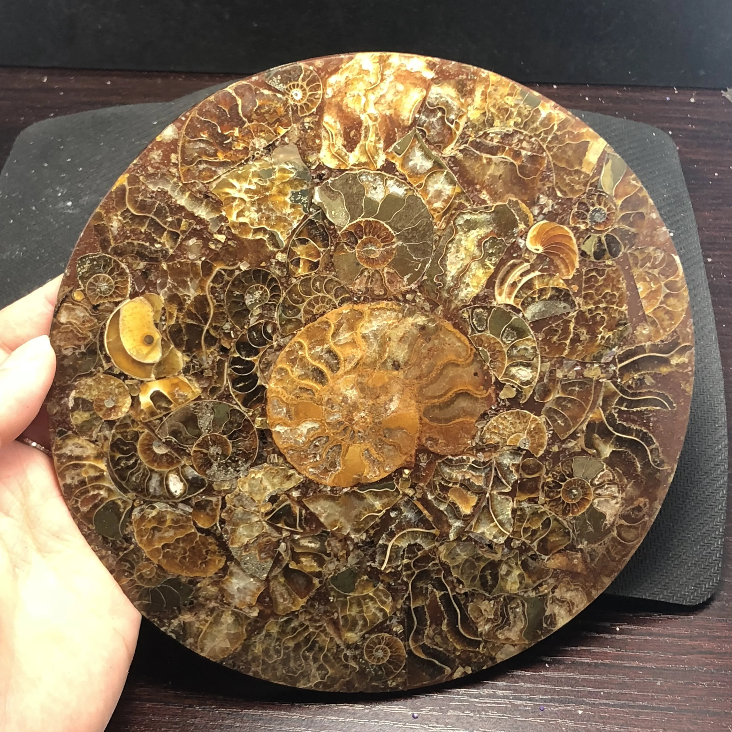 Natural ammonites fossils sectioned plates crystal jade Marine shells Madagascar mineral samples