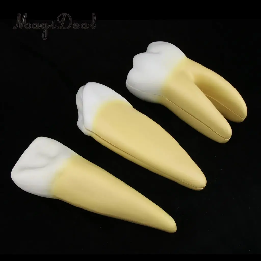 12X Enlarged Human Tooth / Teeth Anatomical Model Anatomy Medical Teaching Tool