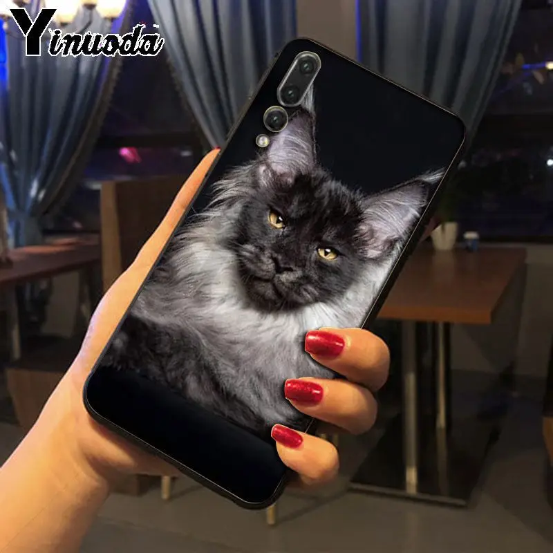 pet maine coon cat