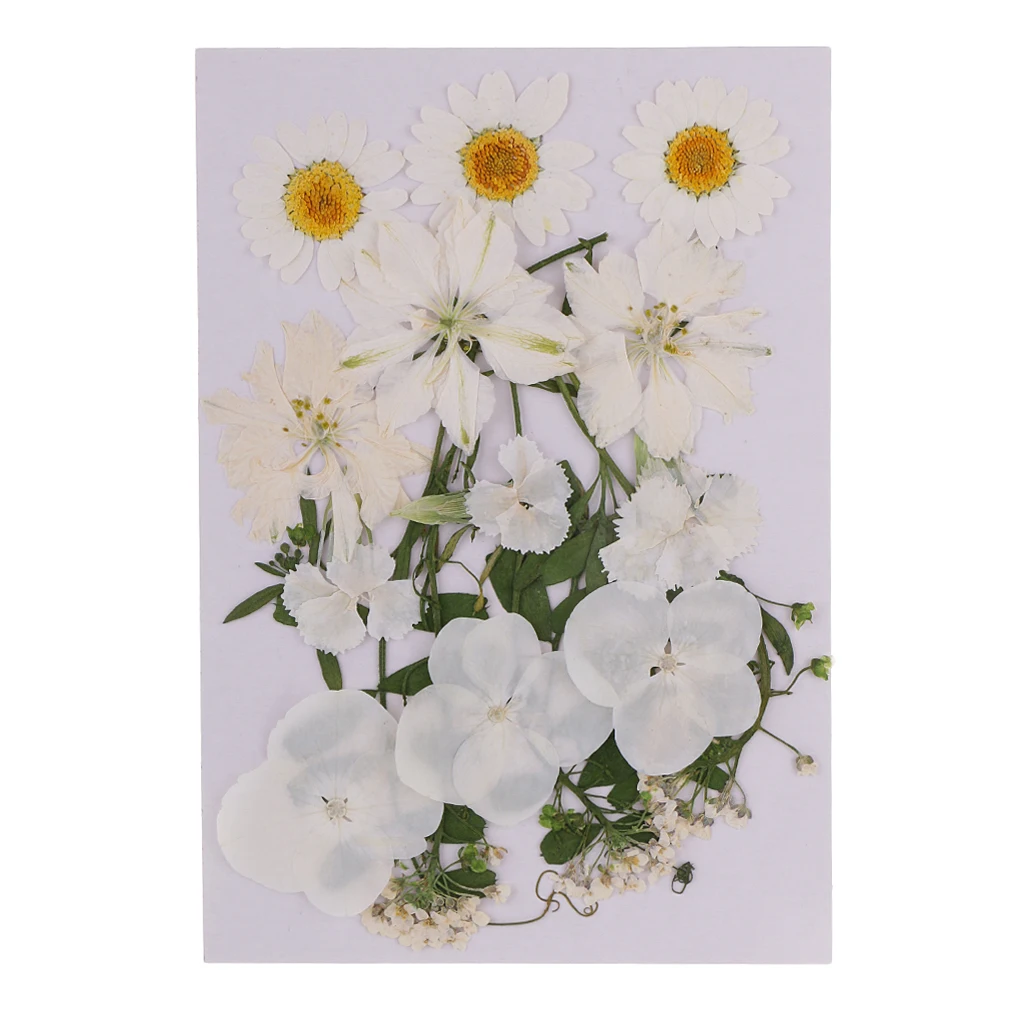 Multiple Mix Natural Pressed Dried Flowers Leaves DIY Art Craft for Lampshades scrapbooks walls wedding invitations decoration