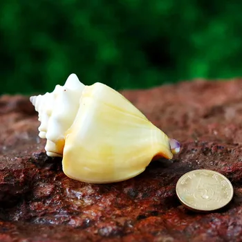 

Golden Fist Natural Shell Conch Fine Shell Specimen Conch Fish Tank Decoration Mediterranean Home Decoration Crafts Ornaments