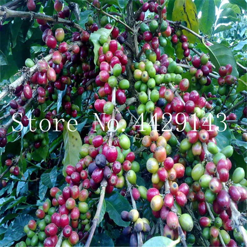 Sale! 15 Pcs Bonsai Coffee Bean Tropical Tree Plant Perennial Fruit
