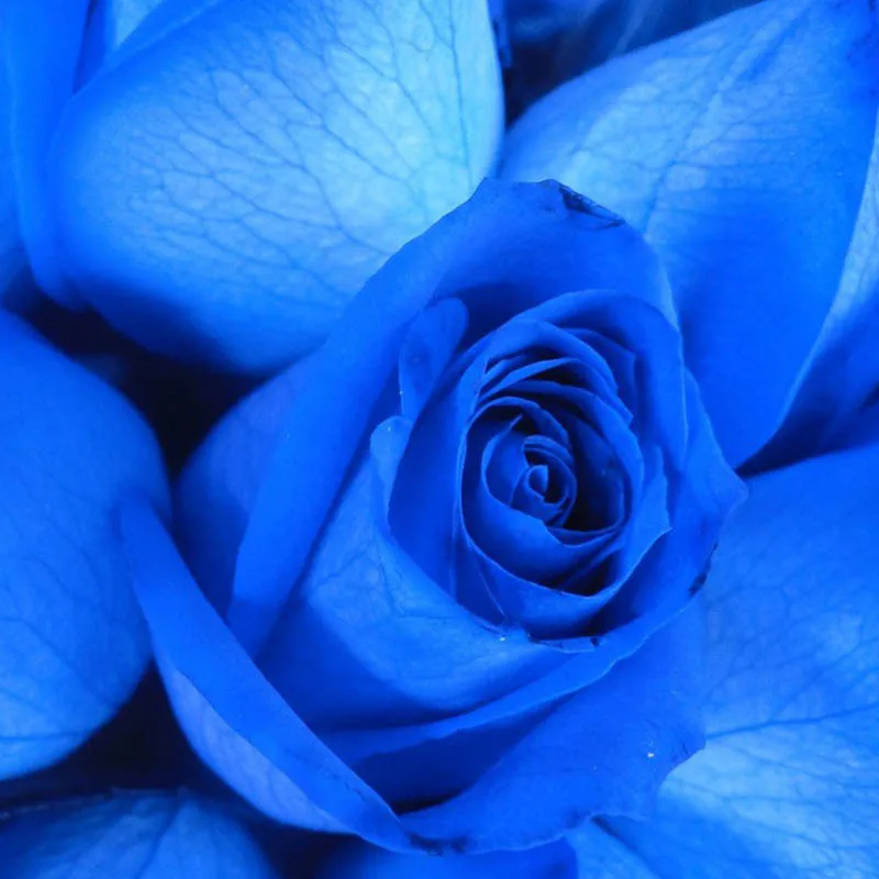 rose flowers rare flower plants garden ornamental balcony bonsai dragon pcs perennial diy sementes flores amp fragrant flowering promotion strong