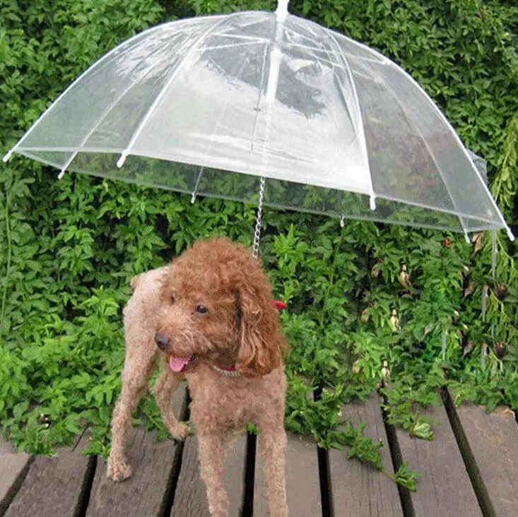 Buy Dog Umbrella transparent color for medium size dog