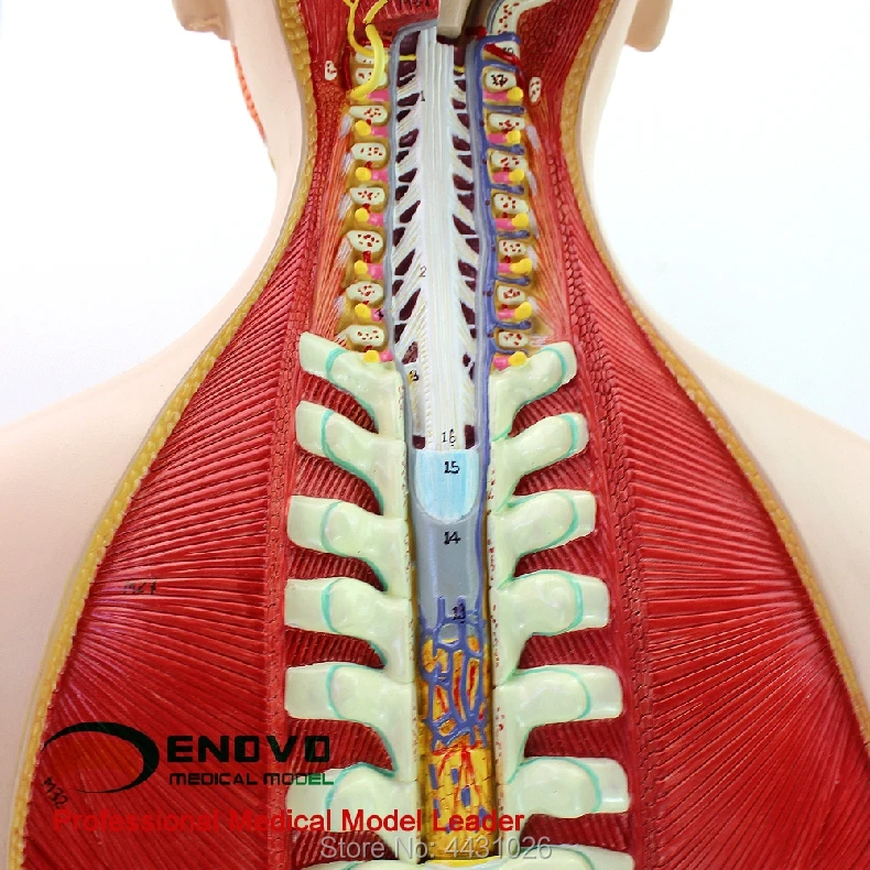ENOVO 18 деталей 85 см бесполое тела органов структура ткани анатомия модель