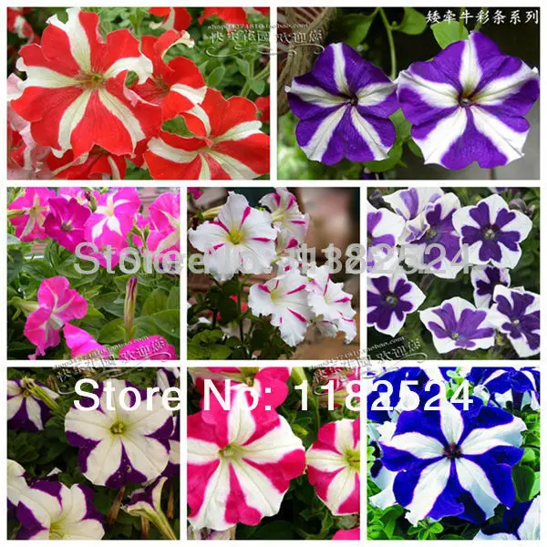 100pcs - Multi-colored Petunia Hybrida Semillas Bonsai Flower Plant Semillas