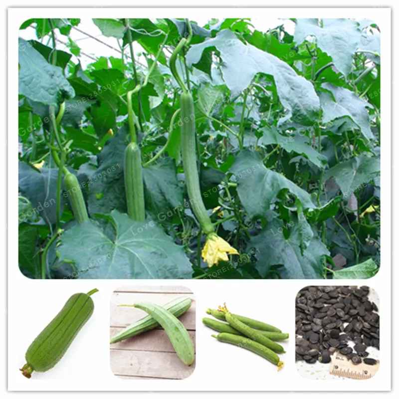 30Pcs Luffa Gourd Sponge Seeds Heirloom Natural Sponge