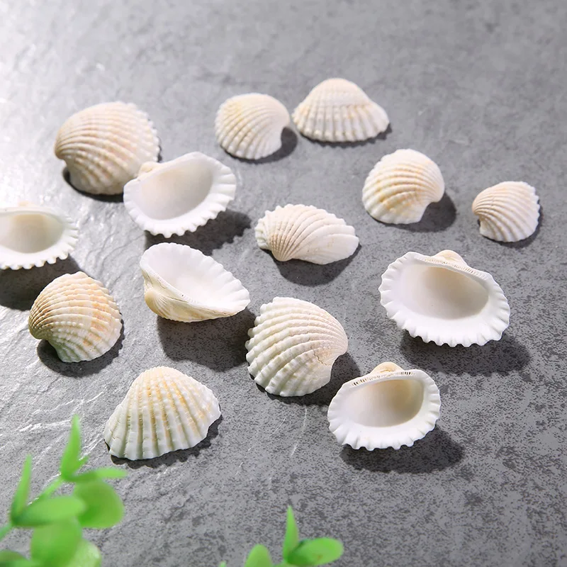 

10pcs Natural shell snow shell white shell crafts raw materials decoration fish tank platform sea conch sea star sea fish