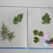 Образец растения папка абсорбирующая бумага Коллекция Книга A4 для хранения продуктов/папка сохранить лист держатель 20 штук