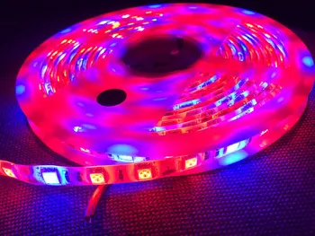 

10reels/lot 12V 5M 300Leds SMD5050 LED Strip Light Plant Grow IP65 Waterproof Aquarium Hydroponic Flower fill lamp Red:Blue=3:1