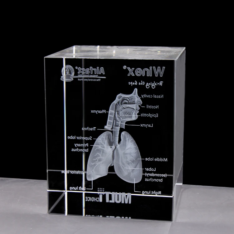 3D стерео Кристалл внутренней дыхательной системы легких анатомическая модель медицинская edutaional оборудование