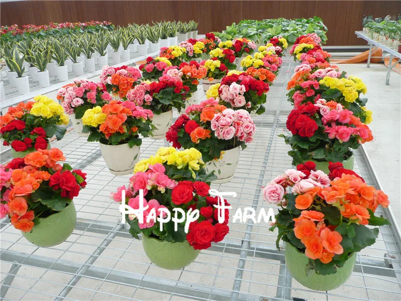 Купить Цветы В Горшках Старый Оскол