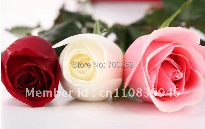 Wholesale 800 China Rare Rose Seeds Red Yellow White Red Black Green Purple Blue Flower Lover S Gift Free Shipping Seed Corn For Sale Seed Oilseed Fruit Aliexpress