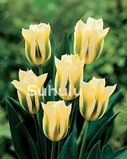 100 Pcs Hot Rainbow Tulip Bonsai Not Bulbs As Ice Cream Rare Flowers Perennial Plants Gift For Home Beautify Garden Decoration 100 Pcs Hot Rainbow Tulip Bonsai Not Bulbs As Ice Cream Rare Flowers Perennial Plants Gift For Home Beautify Garden Decoration