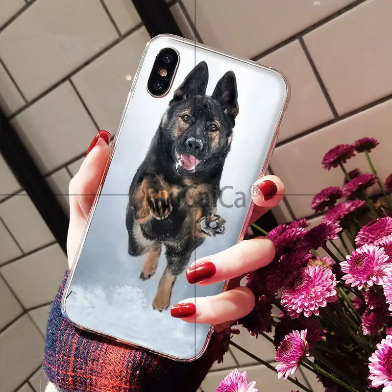 german shepherd dog