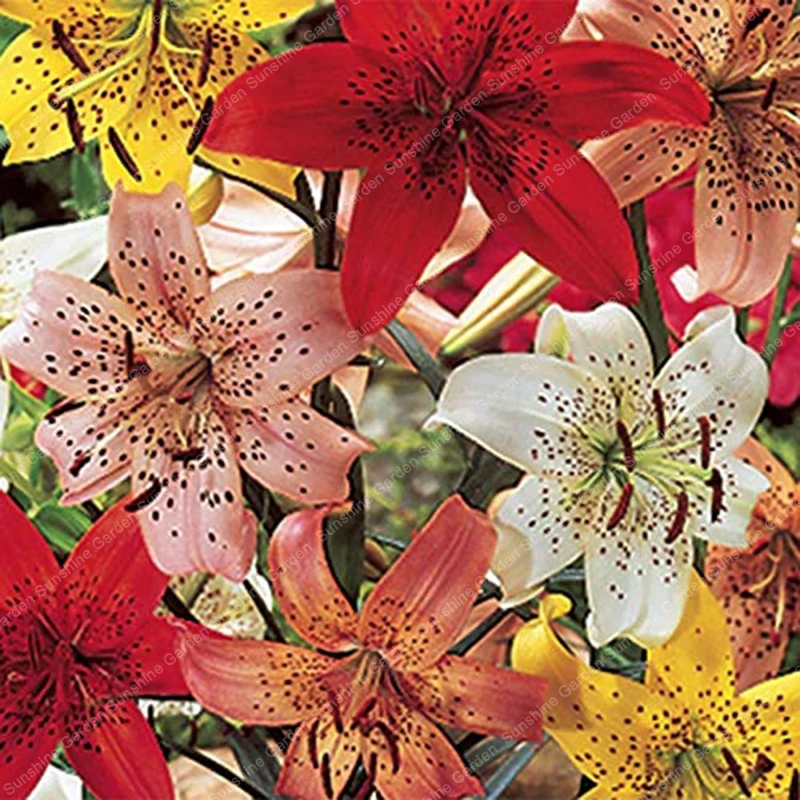 

Rare 2Pcs Tiger Lily Bulbs Bonsai Speckled Beauties,Perennial Garden Decoration Indoor&Outdoor Plants Garden Flowers