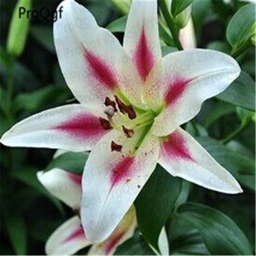 

10Pcs A Set lily Lilium flower bulb
