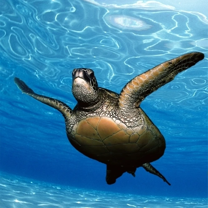Green sea turtle (Chelonia mydas) surface reflections  sandy bottom Poster Print (24 x 38)