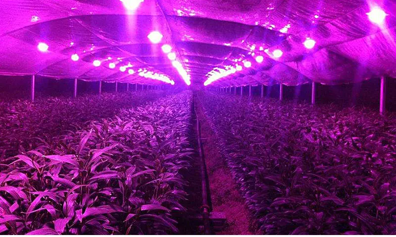 COB_16
