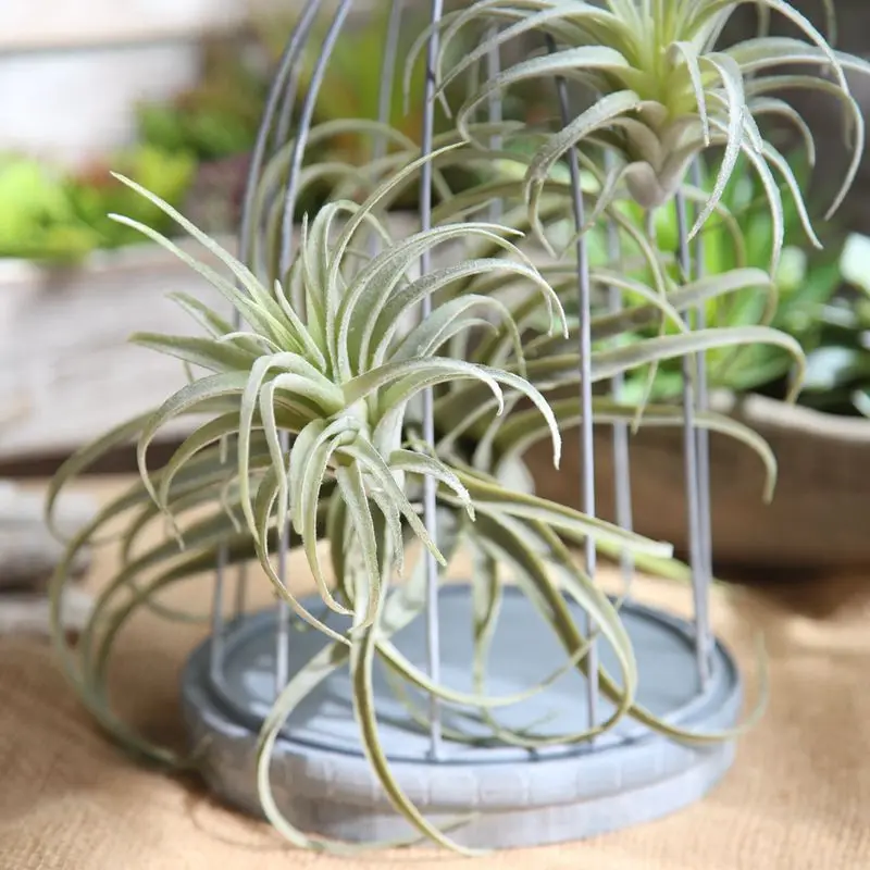 

Chive Air Plants, Faux, Artificial, Fake for Indoor Outdoor Garden and Home Decor, Terrarium Decorations, Arrangements SF48401