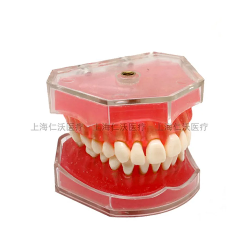 Usados para Ensino e Material de Hospital Material de Dentista Vários Modelos Dentes Dentários São 7 Cheap Modelo de Ensino Dental