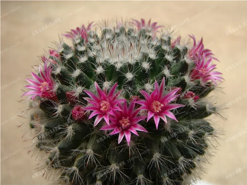 Multifarious Ornamental Plants 100 Mixed Cactus Bonsai Attractive Impressive 100%NATURAL Home & Garden Bonsai Plants Multifarious Ornamental Plants 100 Mixed Cactus Bonsai Attractive Impressive 100%NATURAL Home & Garden Bonsai Plants