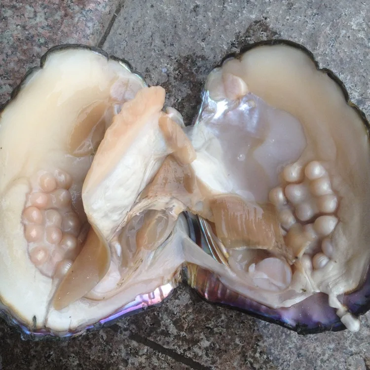 Bulk5PcsOystersPearlsBigNaturalFreshwaterOysterwithPearl