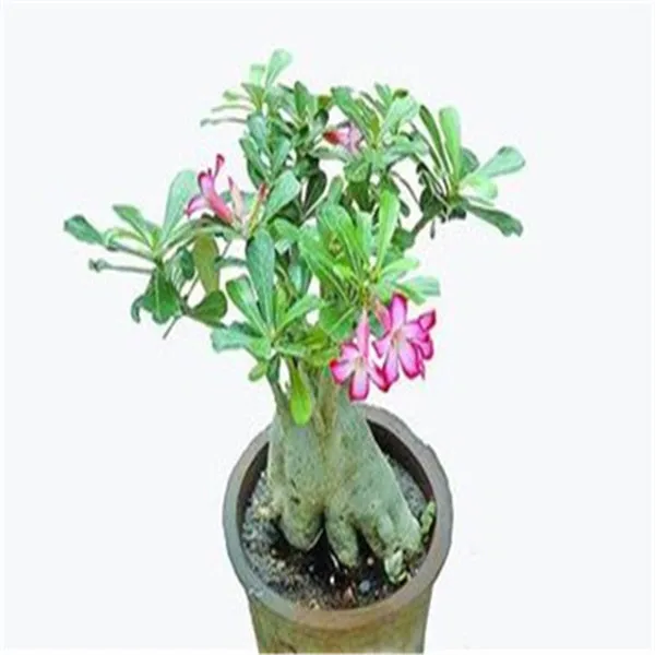 100% True Adenium Obesum Bonsai Exotic Desert Rose Flowers Balcony Desert-Rose Bonsai MultiColor Petals Succulents Tree 1 Pcs