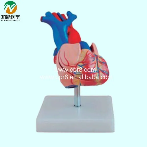 BIX-A1054 Natural big heart anatomy model_01