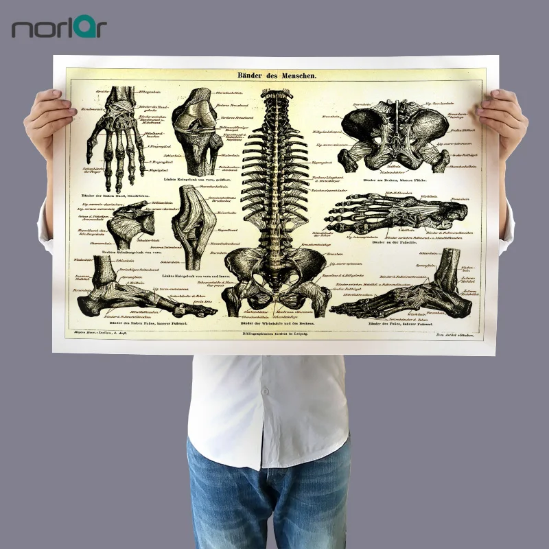

A A Wall Art Picture Human Anatomy Bone Skeletal System Poster Canvas Painting Print Body Map Pictures for Medical Education