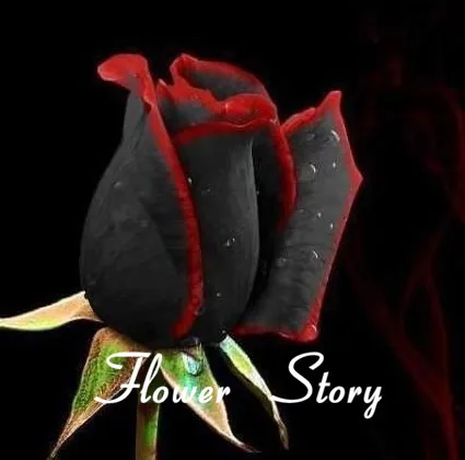 20 Black Rose Seeds--with red edge, rare color ,popular garden flower Seeds Perennial Bush or Bonsai Flower