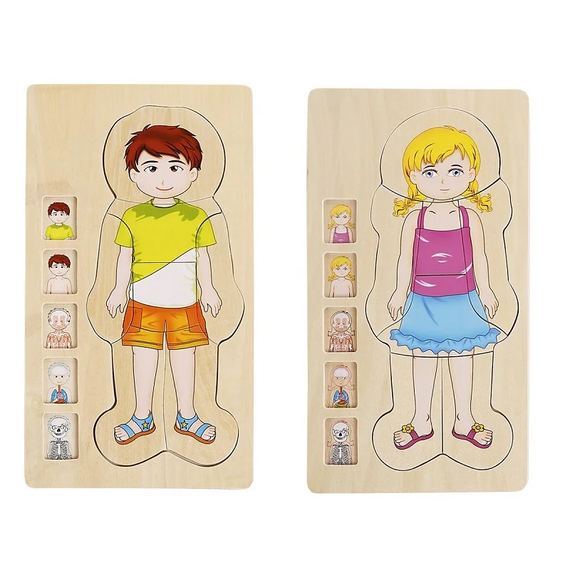 

Wooden Multilayer Human Body Puzzle Male and Female Body Structure Model Jigsaw Body Cognition Toys for Kids Multilayer Puzzles
