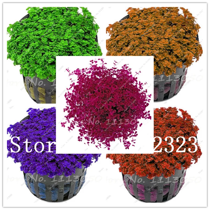 

Hot Pellia For Live Fish Moss Fern Aquarium Plant Java Fish Tank Aquatic Grass Landscape Decoration Ornament 500 Pcs/bag