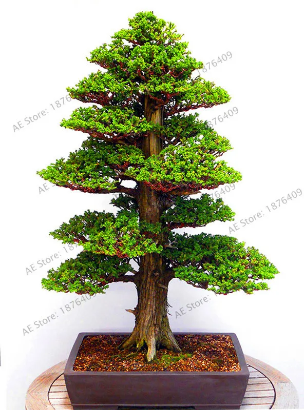 

New 2018!28PCS Sacred Japanese Cedar flores Bonsai Tree plantas Indoor Plant Home Garden Decoration Miniascape plante,#7HANHO