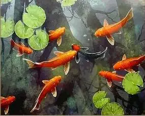

goldfish and lotus in the water Painting By Numbers Handpainted Oil canvas Painting for living room Home Wall Decoration