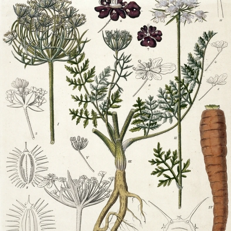 Daucus Carota  Carrot Poster Print By Mary Evans Natural History Museum (24 X 36)