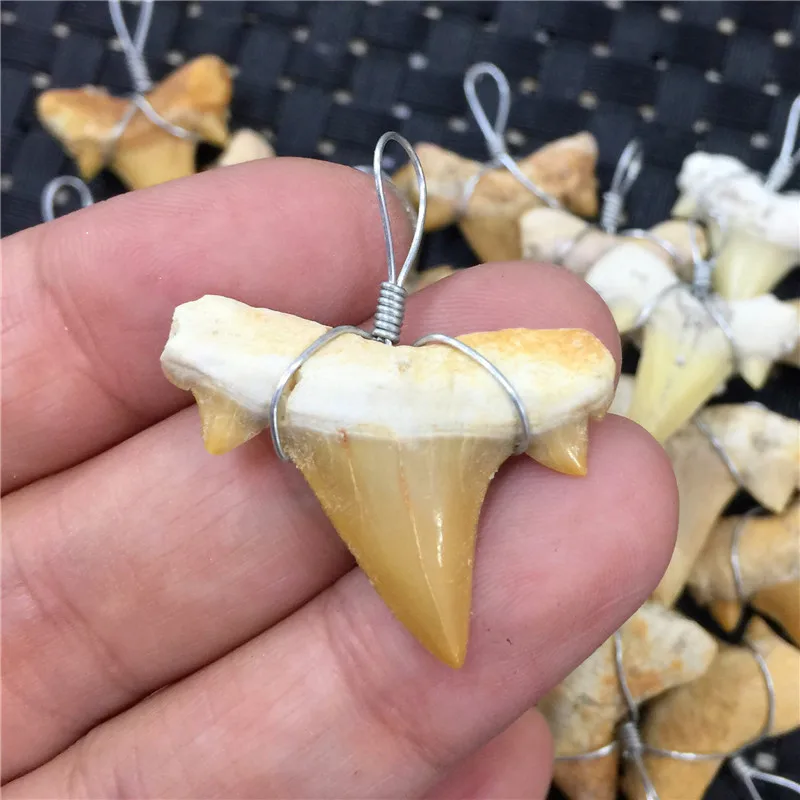 1PC Natural Animal Fossil Shark Teeth Pendant Fossil Mineral Specimens For Collection WoMen's Men's Necklace As Gift
