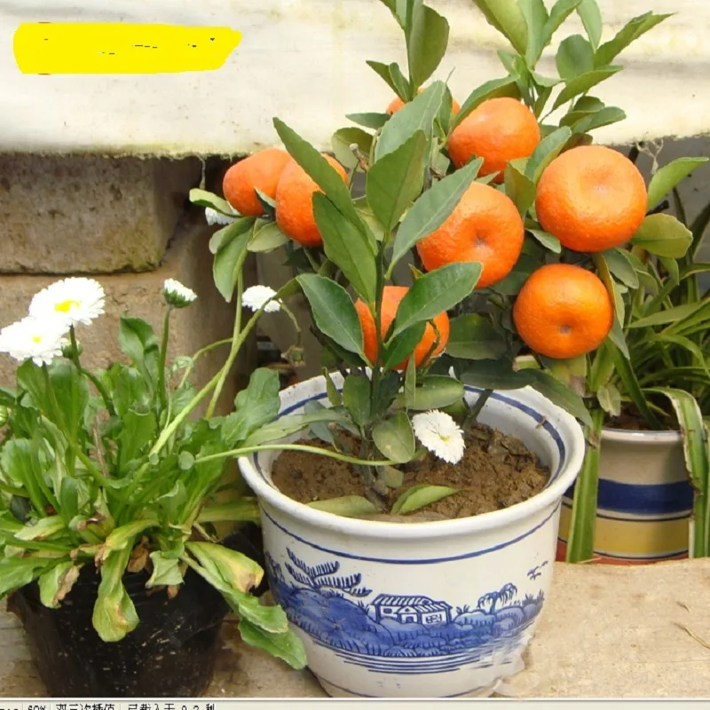 

10pcs Balcony Patio Potted Fruit Trees Planted bonsais Kumquat bonsais Orange bonsais Tangerine Citrus