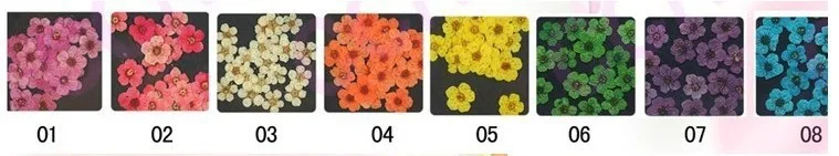 3Ddryflower_1